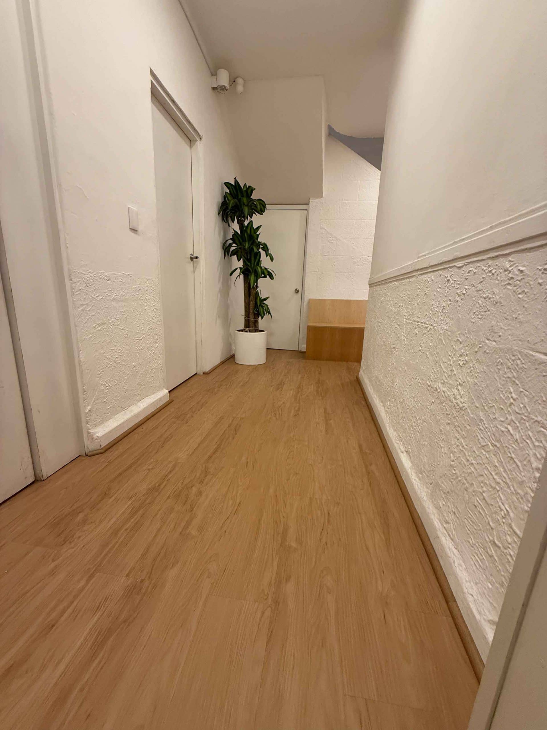 Gatito en hotel especializado con cuidado personalizado. Más que pensión, experiencia de lujo.