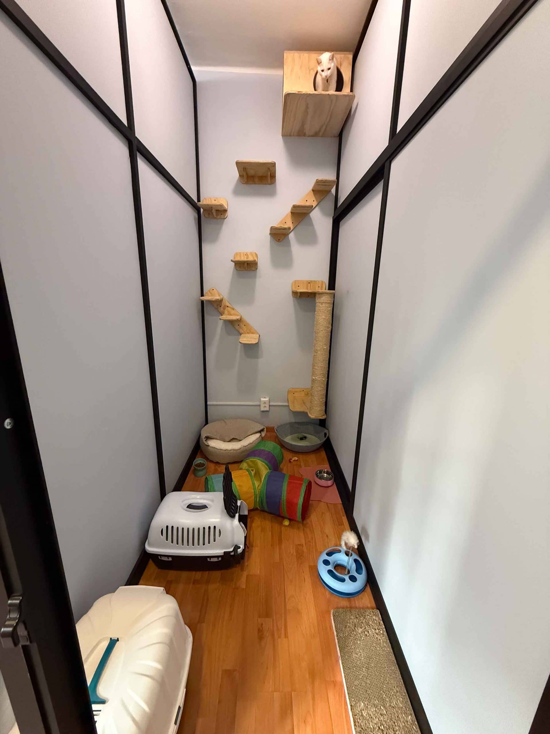 Huésped felino disfrutando estancia en pensión para gatos de lujo con cuidado experto.