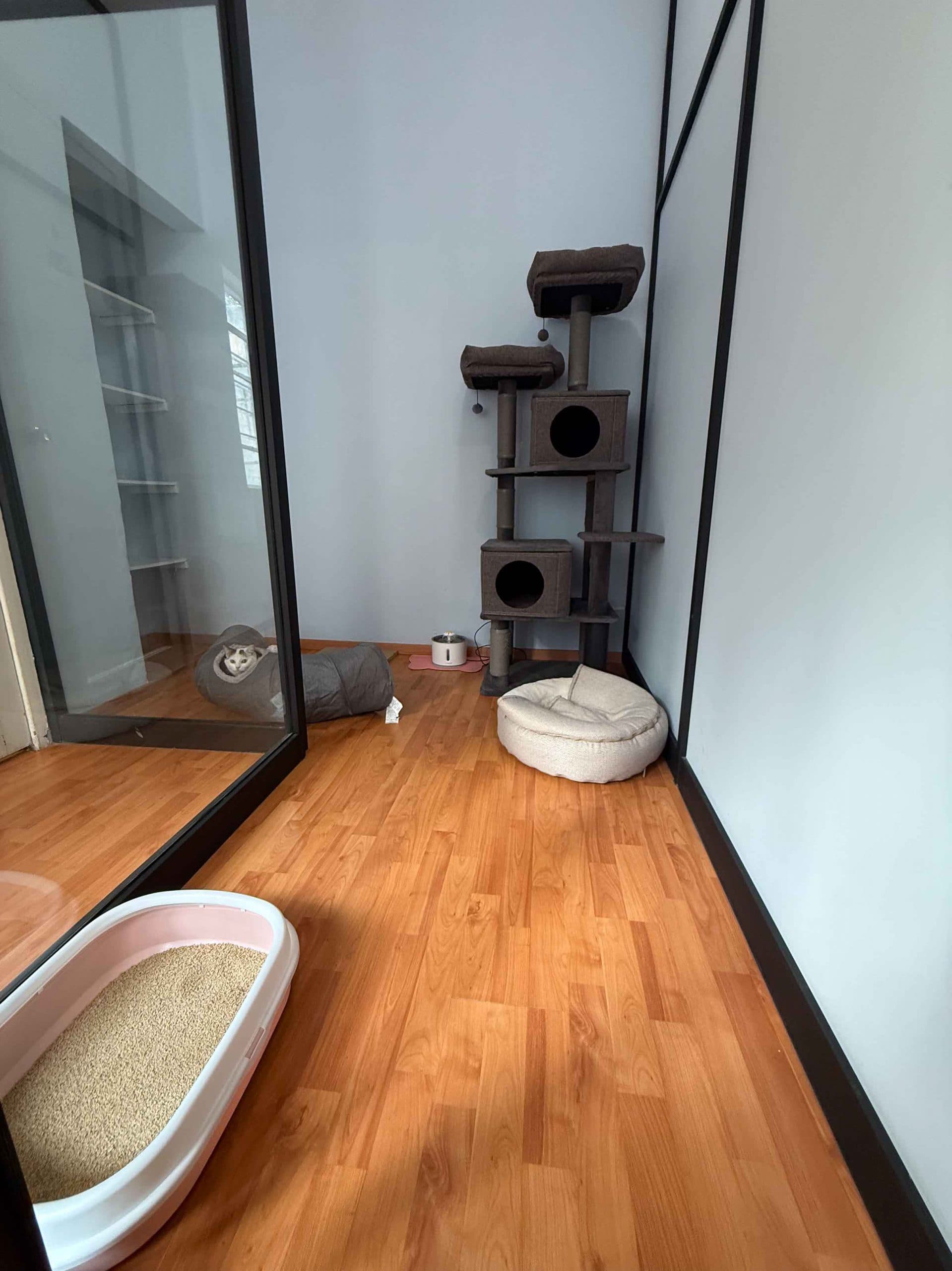 Área de descanso en hotel para gatos con ambiente tranquilo. Mejor opción que guardería tradicional.