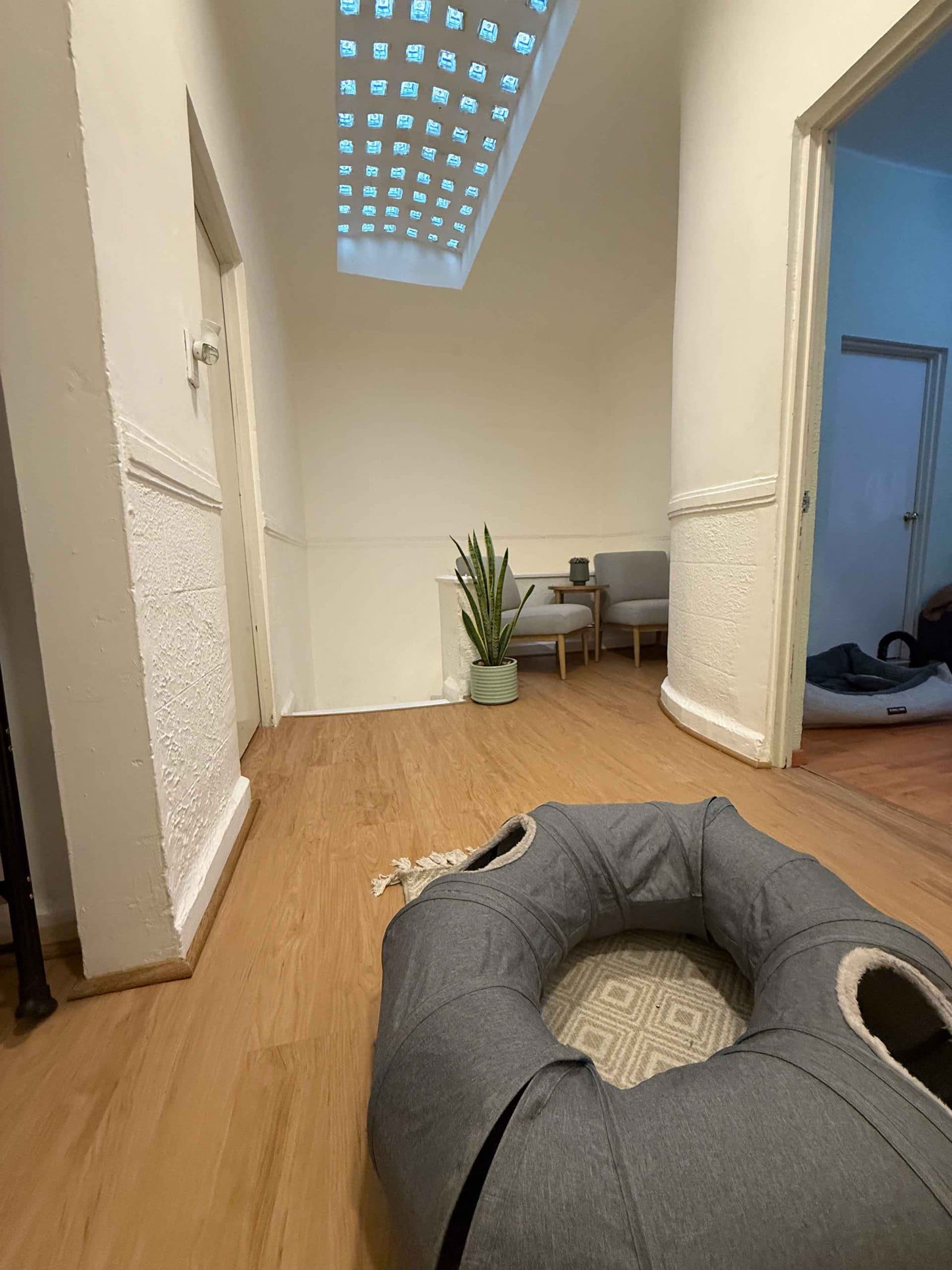 Cuidadora profesional en hotel para gatitos interactuando con huésped felino. CDMX.